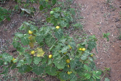 Solanum viarum